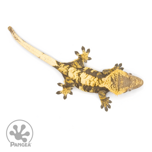 Female Extreme Harlequin Crested Gecko Cr-1235 from above 