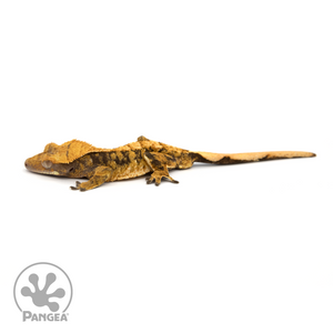 Male XXX Crested Gecko Cr-1236 looking left