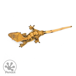 Male XXX Crested Gecko Cr-1236 from above