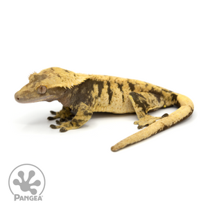 Female XXX Crested Gecko Cr-1237