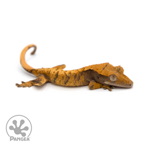 Juvenile XXX Crested Gecko Cr-1238 looking right