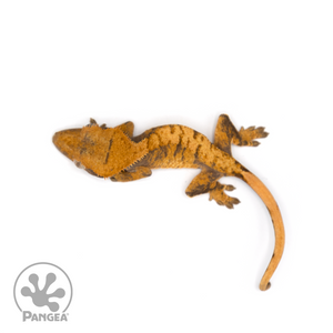 Juvenile XXX Crested Gecko Cr-1238 from above 