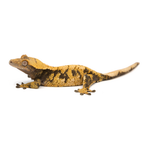 Female XXX Crested Gecko Cr-1239 looking left