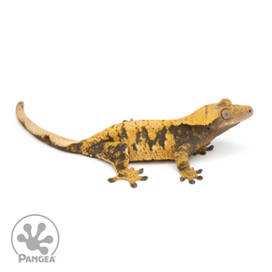 Female XXX Crested Gecko Cr-1239 looking right