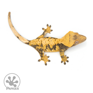 Female XXX Crested Gecko Cr-1239 from above