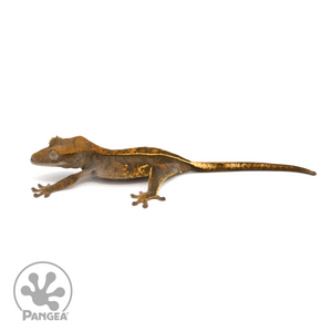 Juvenile Partial Pinstripe Crested Gecko Cr-1240