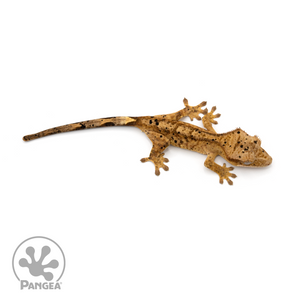 Juvenile Dalmatian Crested Gecko Cr-1241 from above