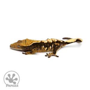 Female Extreme Harlequin Tricolor Crested Gecko Cr-1244 looking left 