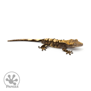 Male Harlequin Crested Gecko Cr-1245 looking right