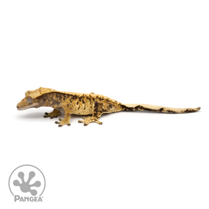 Female XXX Crested Gecko Cr-1246 looking left 
