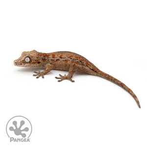 Female Red Striped Gargoyle Gecko Ga-0246