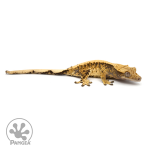 Female XXX Crested Gecko Cr-1246 looking right