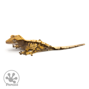 Juvenile Pinstripe Crested Gecko Cr-1247 looking left