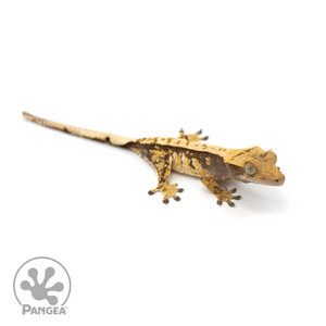 Juvenile Pinstripe Crested Gecko Cr-1247 looking right