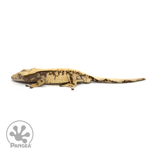 Male XXX Crested Gecko Cr-1250 looking left 