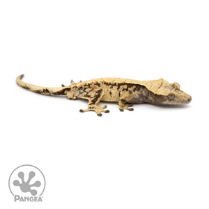 Male XXX Crested Gecko Cr-1250 looking right