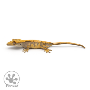 Juvenile Extreme Harlequin Crested Gecko Cr-1251 looking left