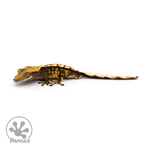 Male Extreme Harlequin Crested Gecko Cr-1255 looking left