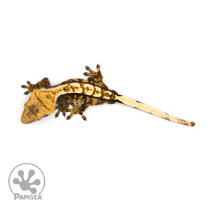 Male Extreme Harlequin Crested Gecko Cr-1255 from above
