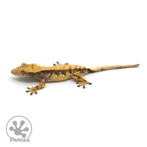 Female Extreme Harlequin Crested Gecko Cr-1256 looking left 