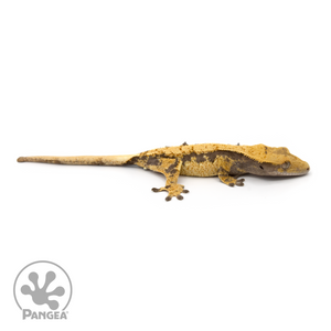 Female Extreme Harlequin Crested Gecko Cr-1256 looking right 