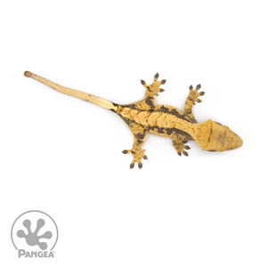 Female Extreme Harlequin Crested Gecko Cr-1256 from above
