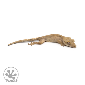 Juvenile Brindle Crested Gecko Cr-1257 looking right 