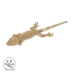 Juvenile Brindle Crested Gecko Cr-1257 From above 