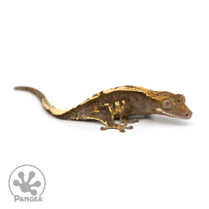Juvenile Partial Pinstripe Crested Gecko Cr-1258 looking right 