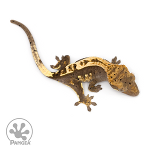 Juvenile Partial Pinstripe Crested Gecko Cr-1258 from above 