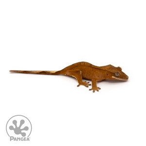 Female Red Phantom Crested Gecko Cr-1259 looking right 