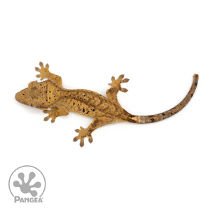 Juvenile Dalmatian Crested Gecko Cr-1260 from above 