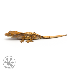 Juvenile Tricolor Crested Gecko Cr-1263 looking left