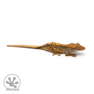 Juvenile Tricolor Crested Gecko Cr-1263 looking right 