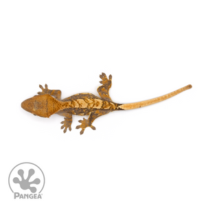 Juvenile Tricolor Crested Gecko Cr-1263 from above
