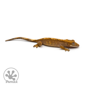 Juvenile Red Harlequin Crested Gecko Cr-1264 looking right 