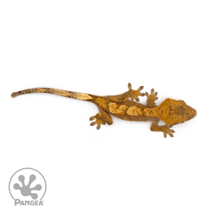 Juvenile Red Harlequin Crested Gecko Cr-1264 from above 