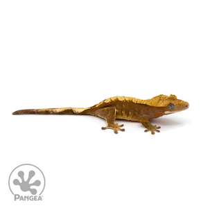 Female Harlequin Crested Gecko Cr-1266 looking right 