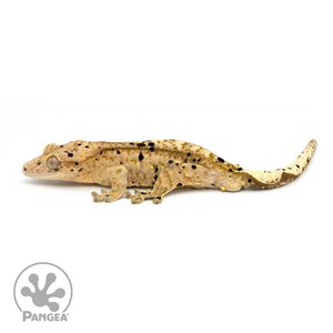 Male Super Dalmatian Crested Gecko Cr-1271 looking left 