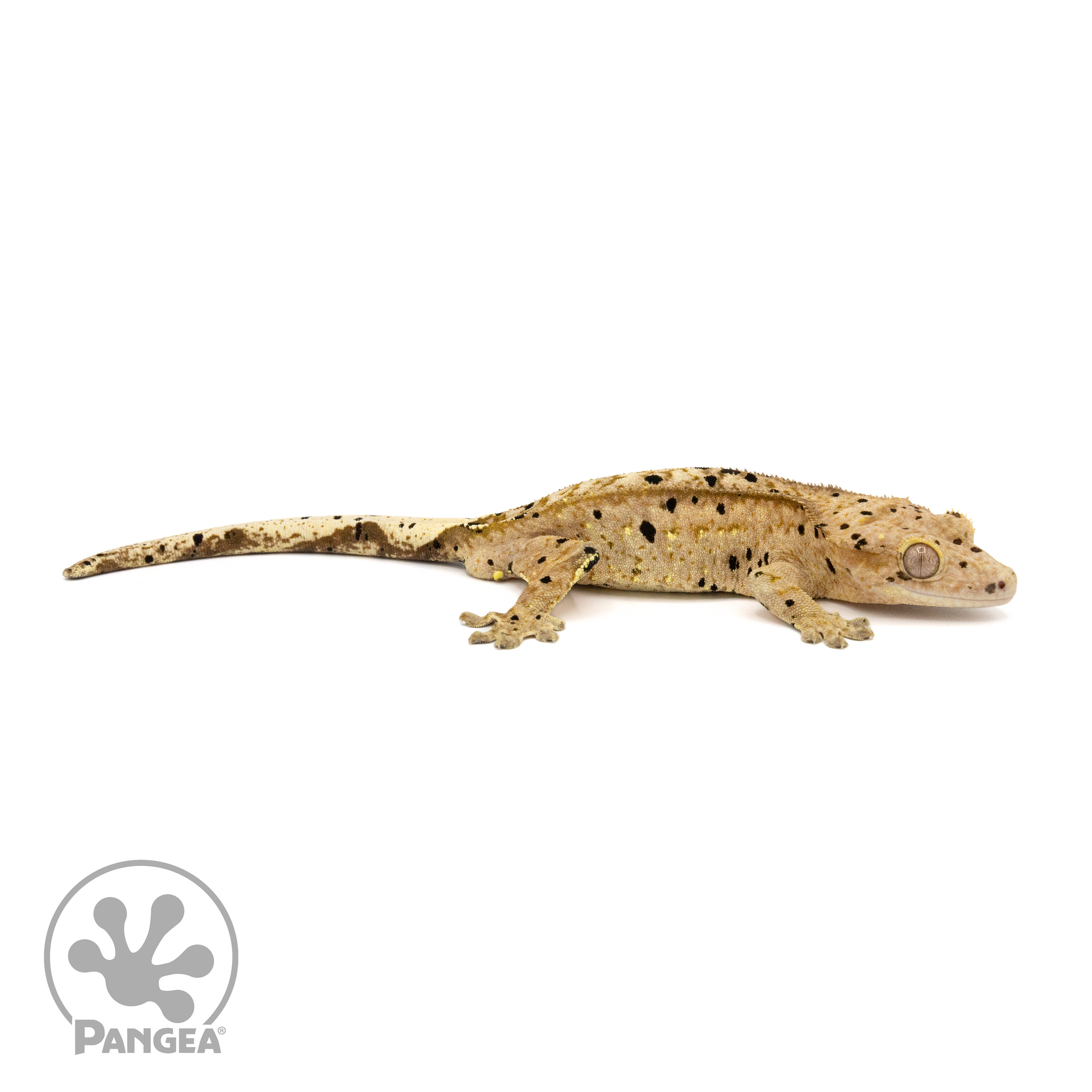 Male Super Dalmatian Crested Gecko Cr-1271 looking right 