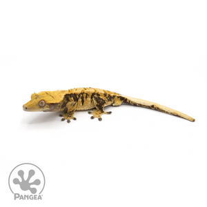 Male XXX Crested Gecko Cr-1273 looking left