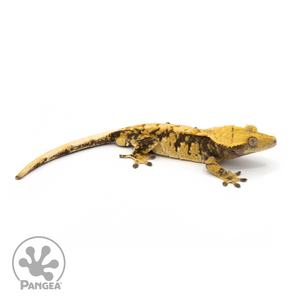 Male XXX Crested Gecko Cr-1273 looking right 