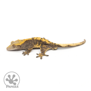 Male Harlequin Crested Gecko Cr-1274 looking left 