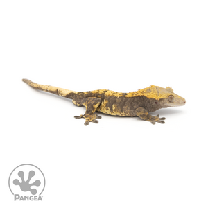 Male Harlequin Crested Gecko Cr-1274 looking right 