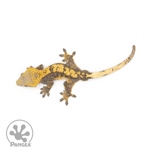 Male Harlequin Crested Gecko Cr-1274 from above 