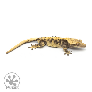 Male XXX Crested Gecko Cr-1275 looking left 