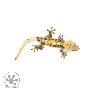 Male XXX Crested Gecko Cr-1275 from above 