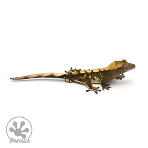 Male Extreme Harlequin Crested Gecko Cr-1278 looking right 