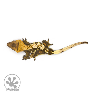 Male Extreme Harlequin Crested Gecko Cr-1278 from above