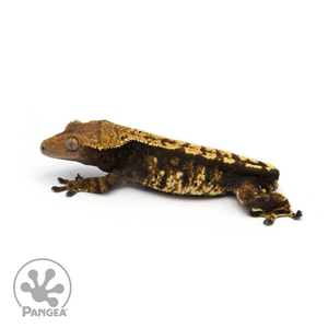 Male Harlequin Crested Gecko Cr-1279 looking left 
